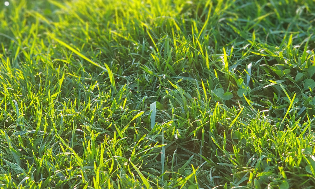 зелёная трава