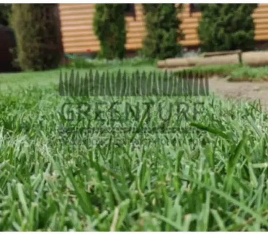 Озеленение территории в Домодедовском районе д. Сонино - фото - 10