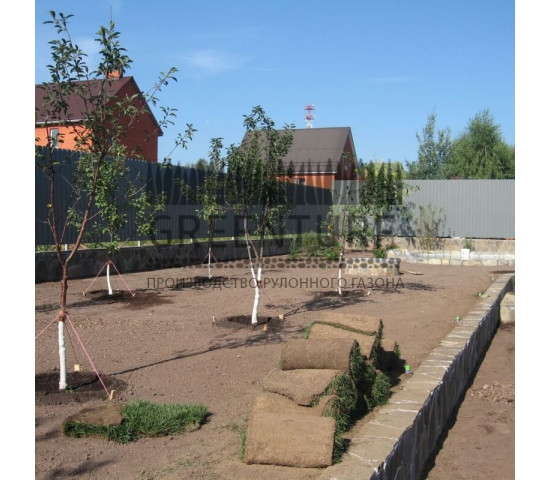 Укладка рулонного газона и озеленение участка - фото - 12